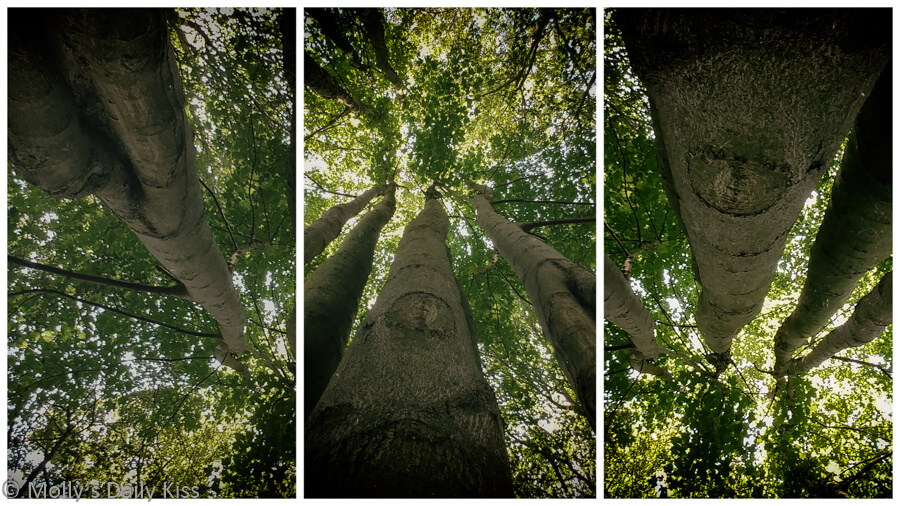 triptych looking up trees