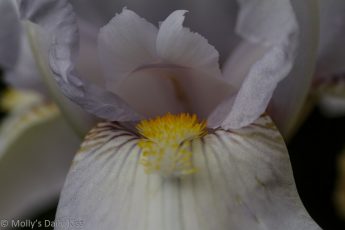 Macro shot of white iris