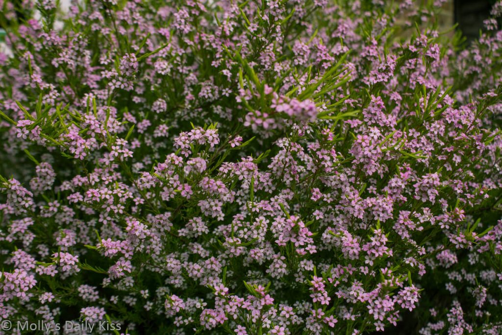 pnk flowers on a Diosma Hirsuta bush