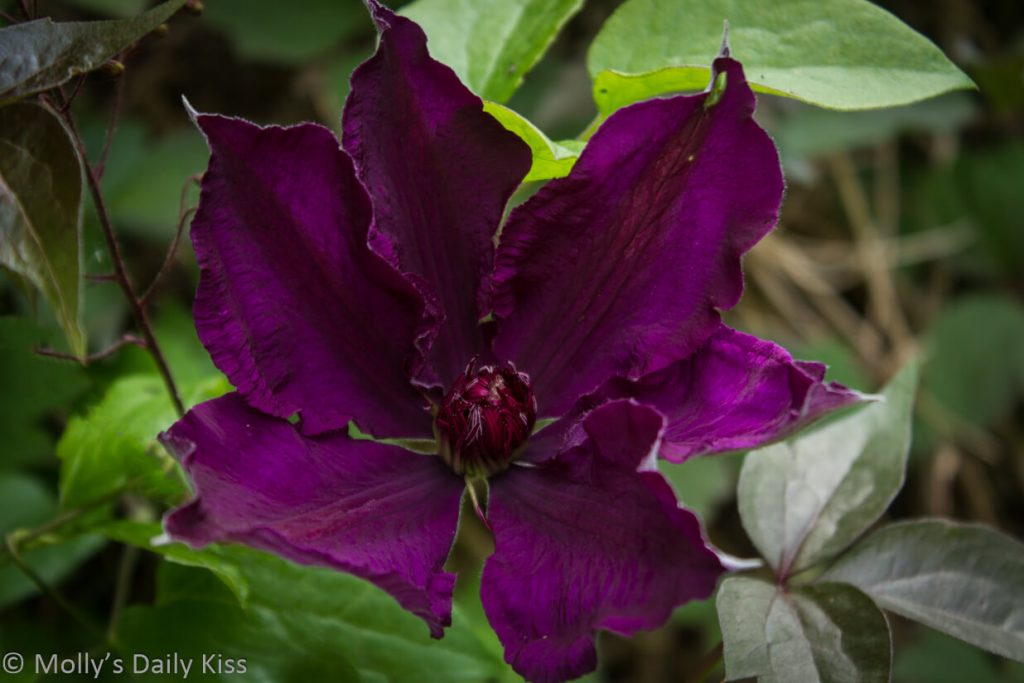purple clematis flower
