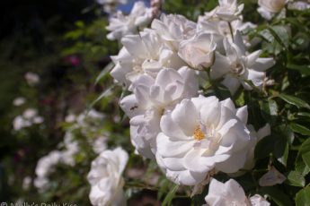 milk-white roses