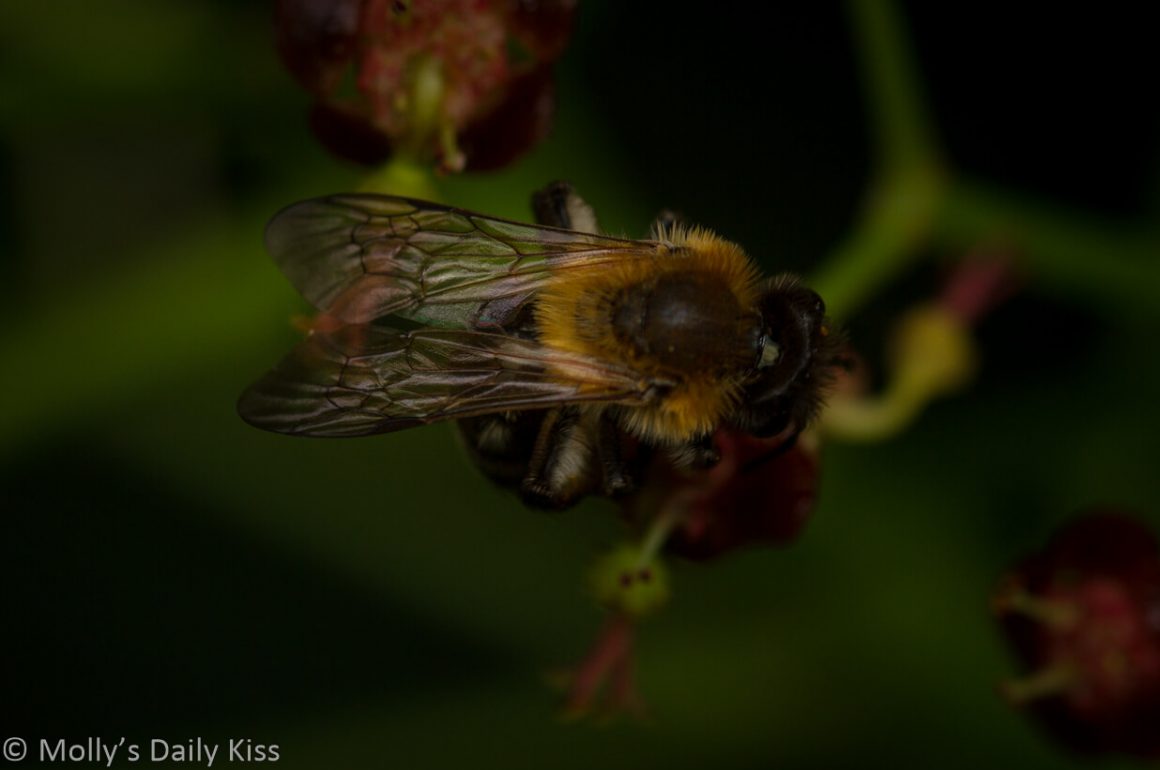 macro shot looking down onto honey bee on a flower