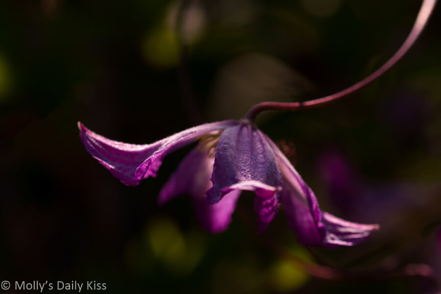 single purple clemitis flower is restful to look at