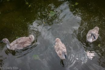 Ugly ducklings are cygnets on the water