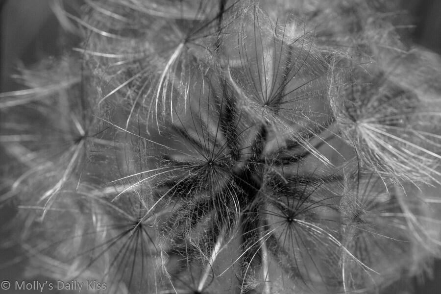 close up of delicate fronds of Dandilion in black and white