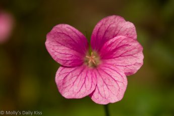 single pink bloom of geranuim flower