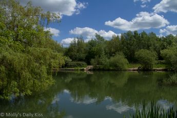 clouds and trees reflected in pond
