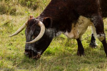 horned bovine cow eating grass