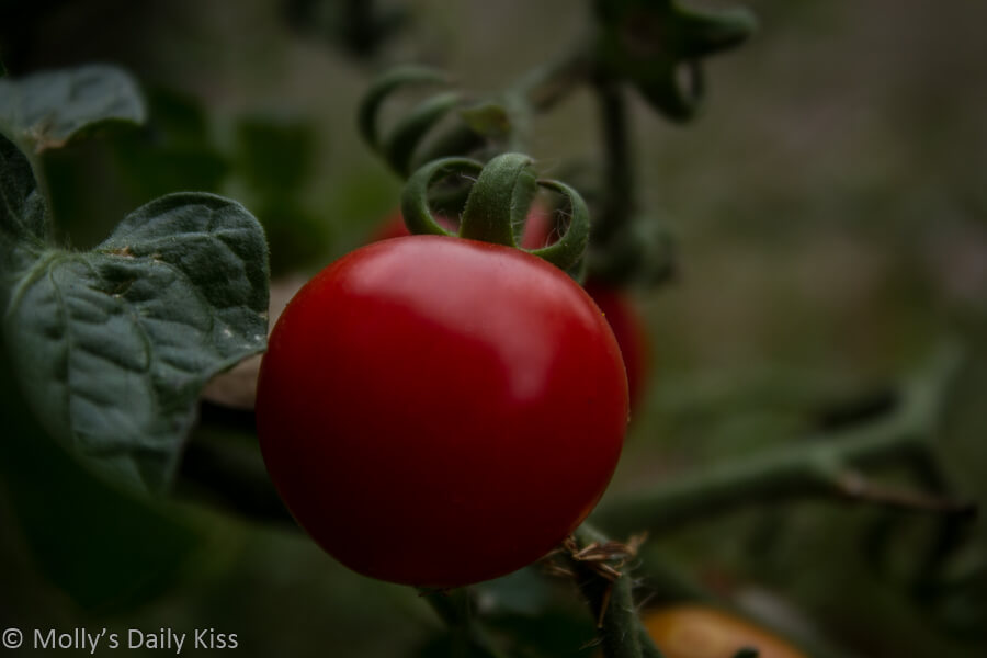 Baby home grown cherry tomato