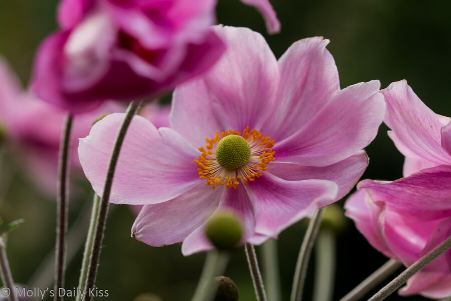 Pink Japanese anaemoe flower