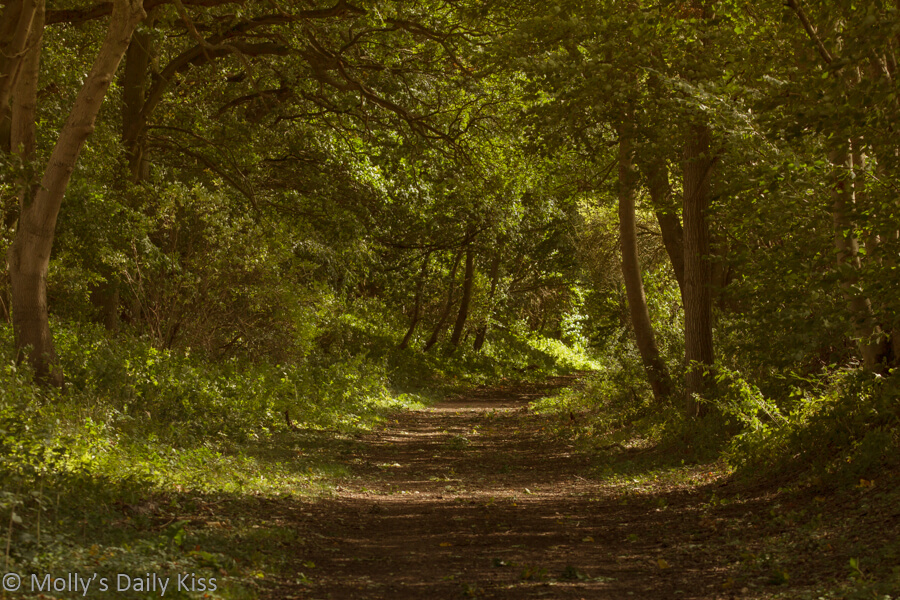 Autumn september sunlight along wooded path