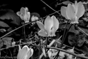 white cyclamen wayside flowers