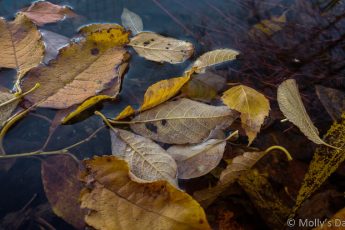 fallen autumn leaves in stream
