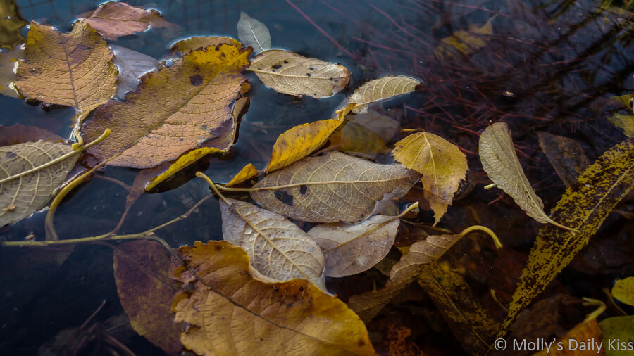fallen autumn leaves in stream