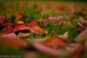 red leaves on green grass is autumn breaks into colour