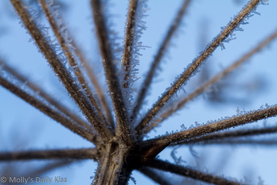 frost clinging to stems of dead plant