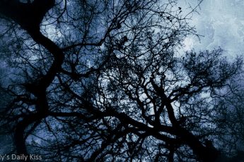 looking up through winter twisted trees to stormy sky