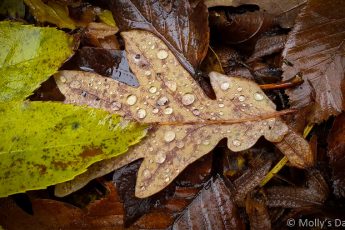 droplets of water on autumn leaf on the ground is a prophecy of spring
