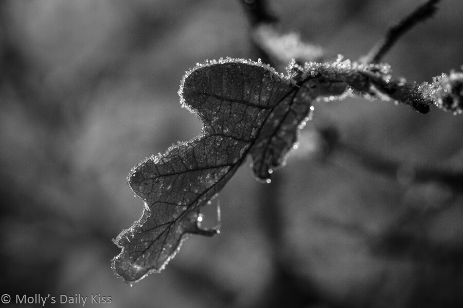 Balck and white of frost clinging to autumn leaf
