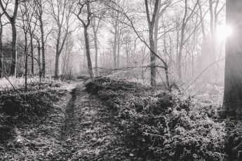 frost-mailed warrior covers woodlands in white frost edited in black and white
