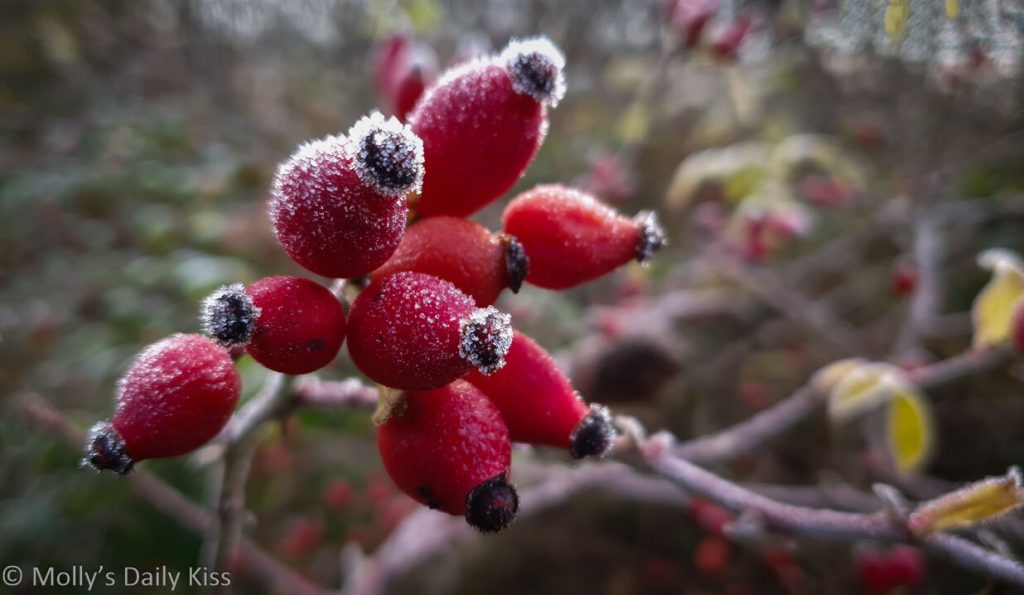 rose hips covered in sugar like frosting for post called love thou