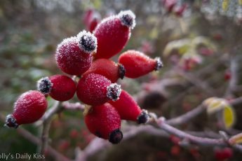rose hips covered in sugar like frosting for post called love thou