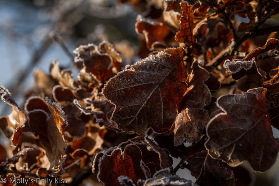 frosted winter leaves