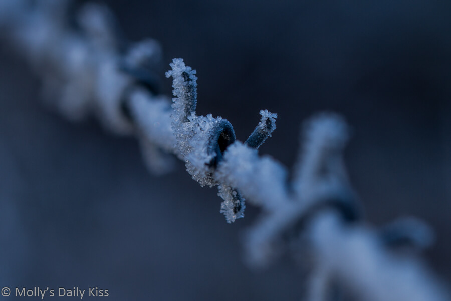 ice clinging to barbed wire