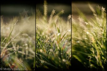 starburst bokeh triptych of sun through frost grass