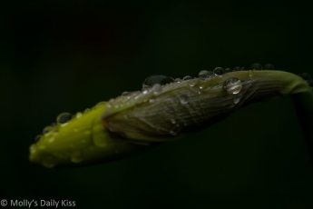 droplets of rain clinging to daffodil bud