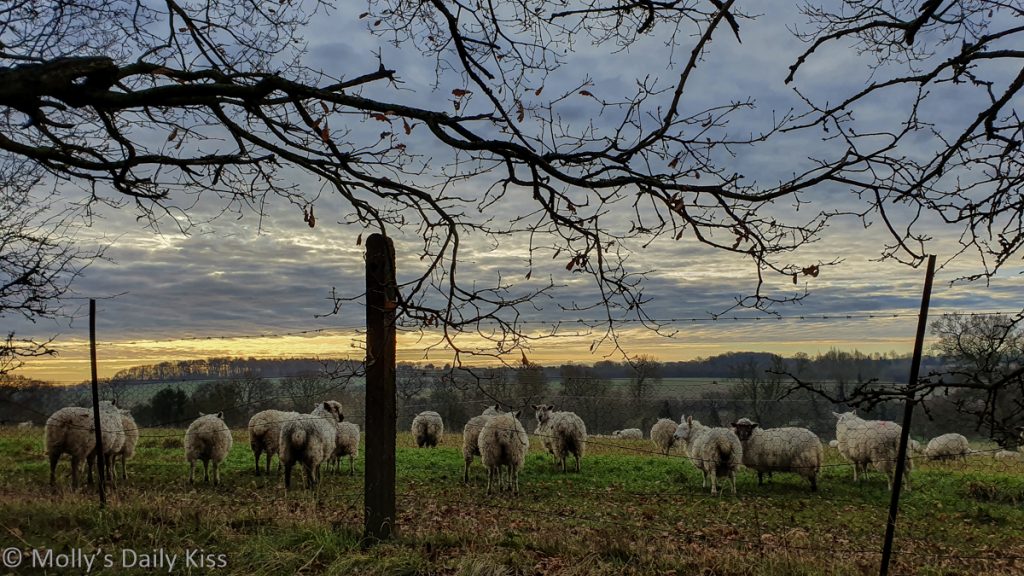 sheep on bank looking out to morning dawn light