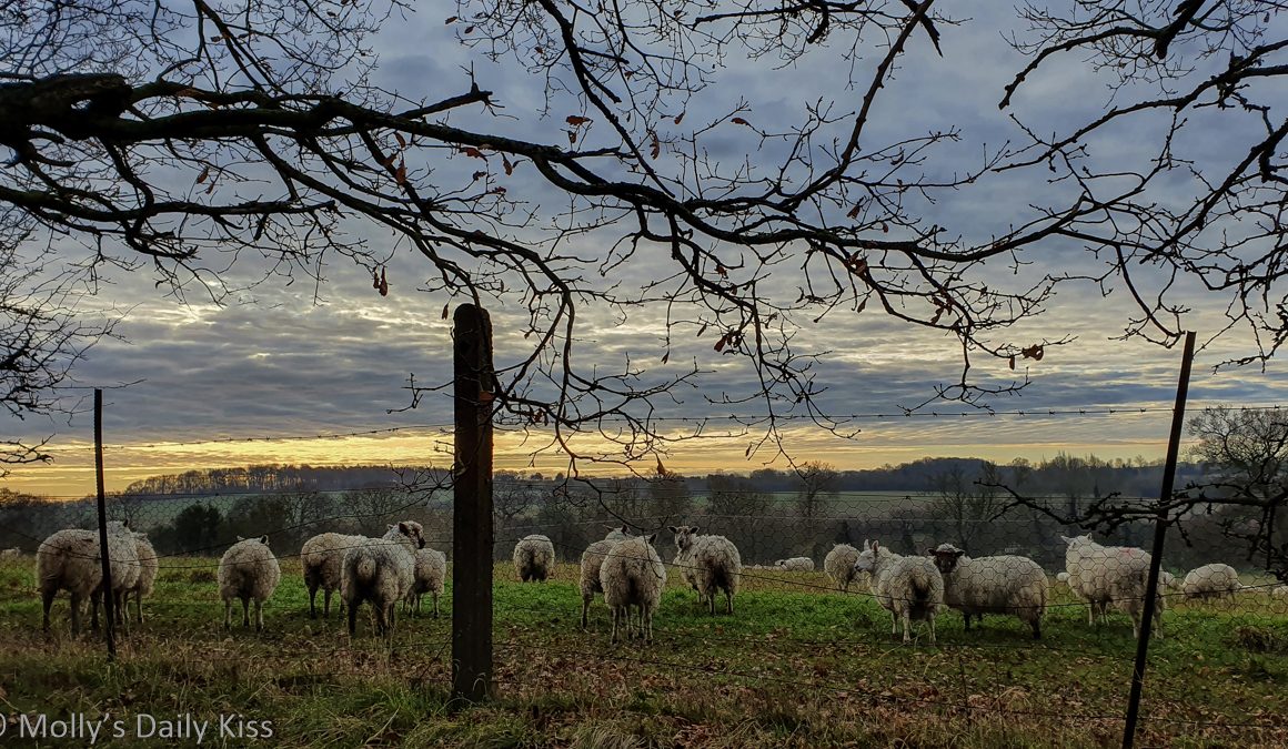 sheep on bank looking out to morning dawn light