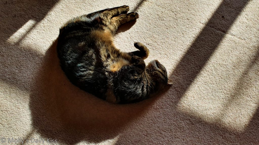 cat laying in the sun is the meaning of life