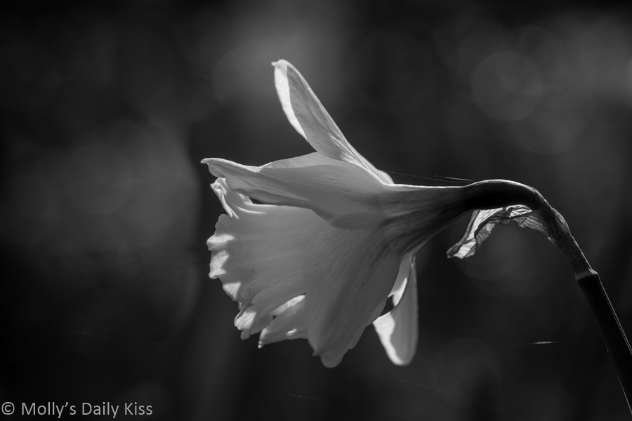 Black and white of daffodil