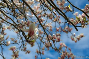 Magnolia blooms against blue sky