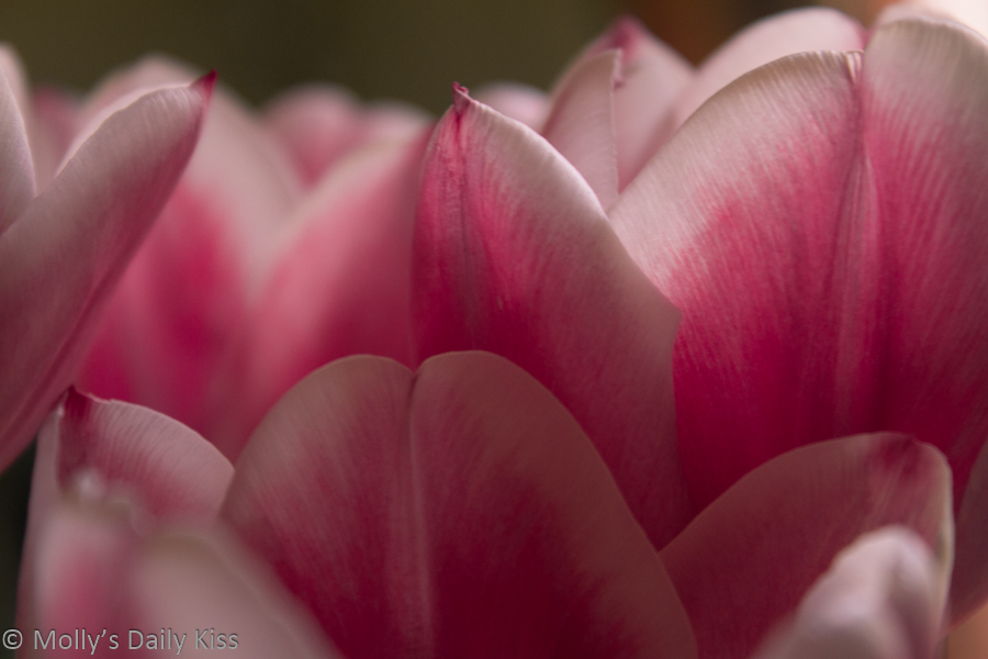 see of pink tulips are a bit of hope on dark days