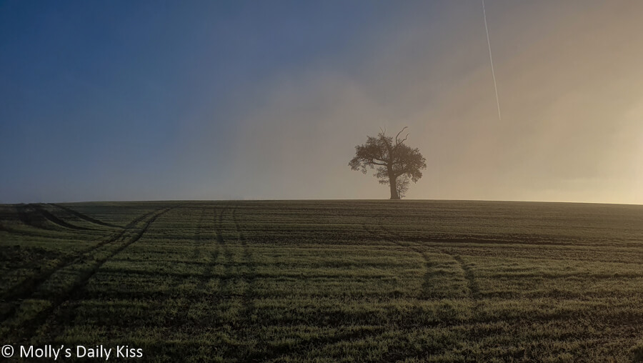 breath of morn sunlight over field and single tree