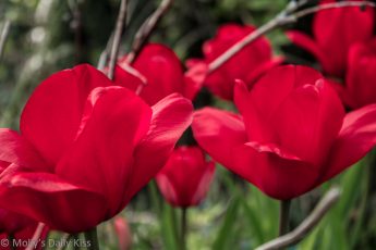 red tulips are the first colour of spring