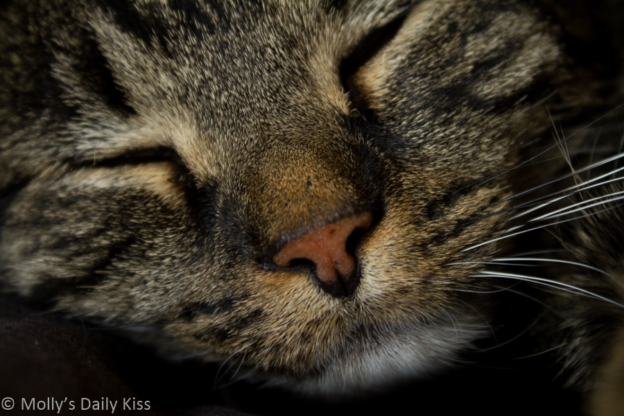 macro close up of cats face whilst sleeping