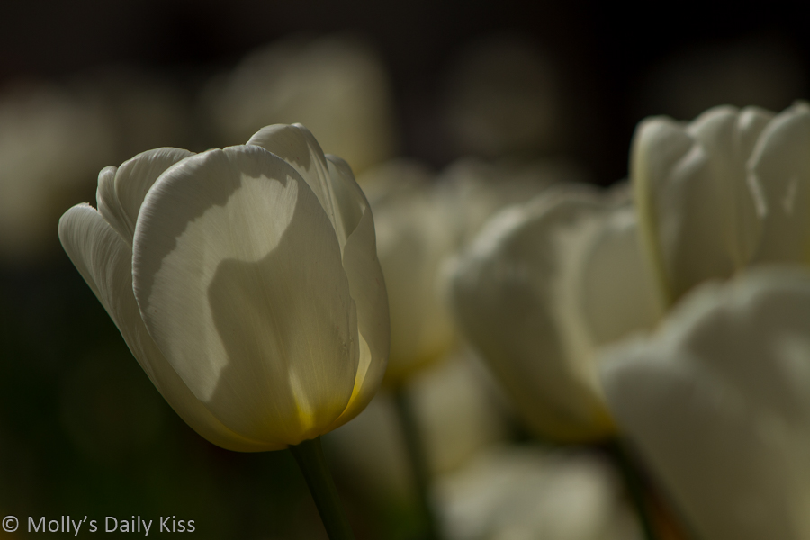 White tulips in the sunlight
