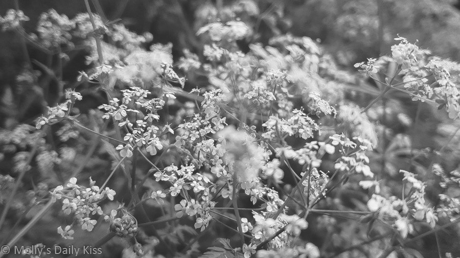 cow parsley flowers in black and white for summer beautiful season