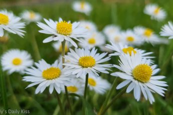 daisies on the grass