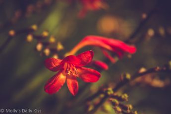 red crocasima flowers