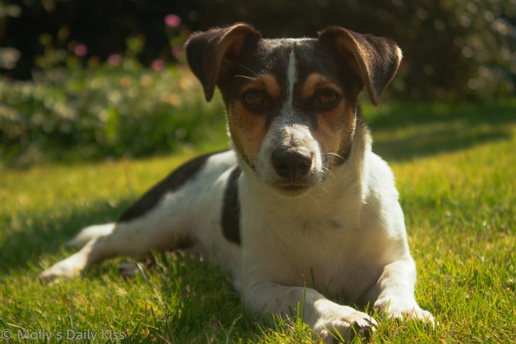 Jack russel terrier laying in the sun looking into the camera