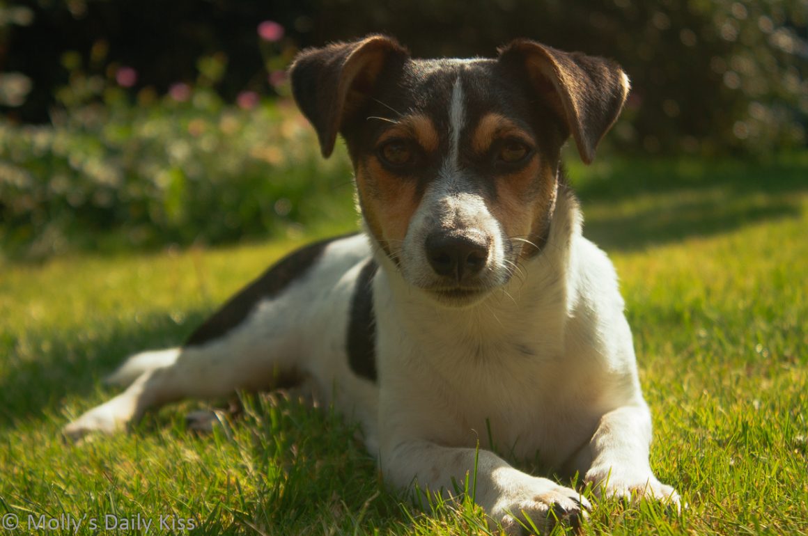 Jack russel terrier laying in the sun looking into the camera
