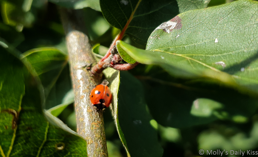 Ladybird on stem is a colourful insect