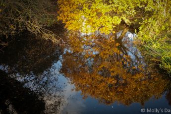 fine october trees reflected in water