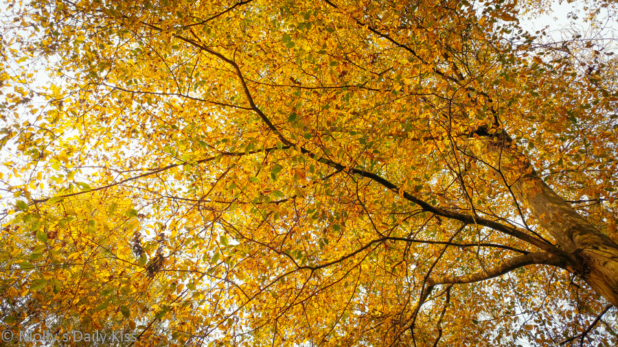 looking up at golden autumn leaves on tree