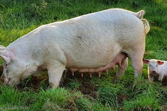 mother pig with little pigs grazing in field