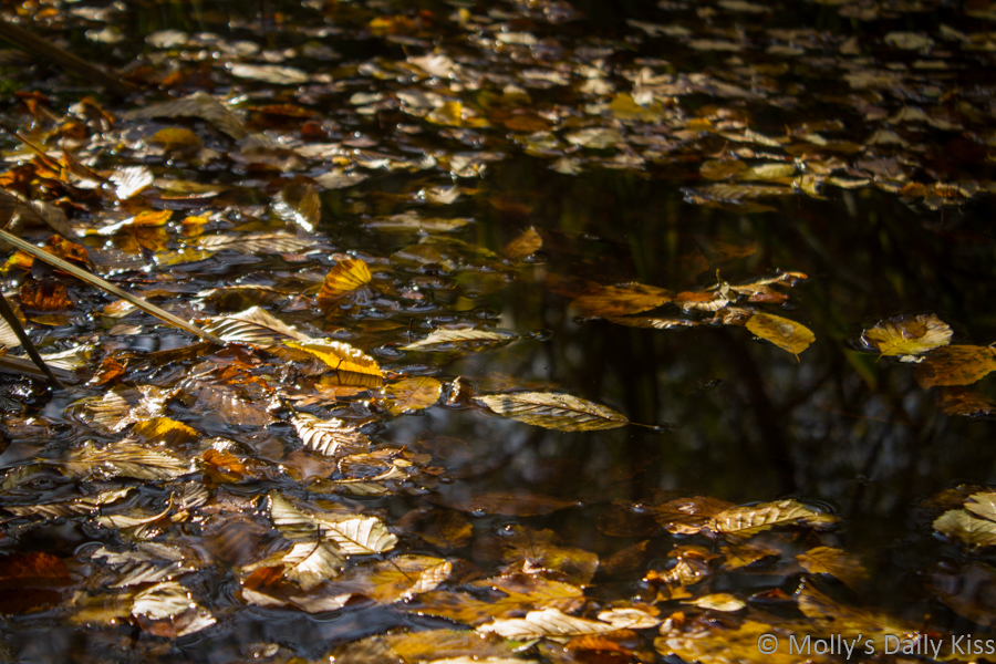 leaves laying on surface of water with trees reflected in the the water is all maternal earth